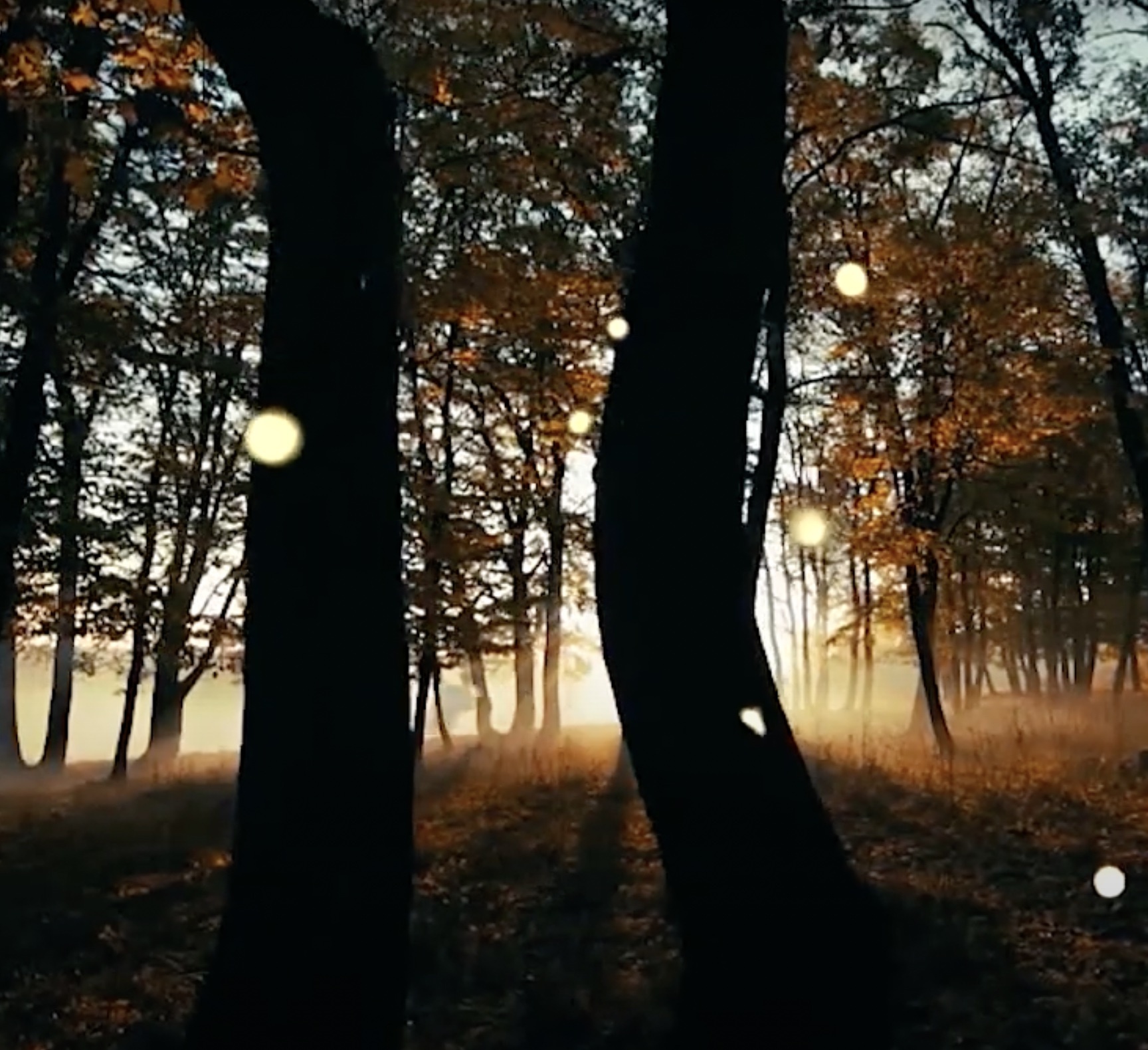 Light shining through a forest