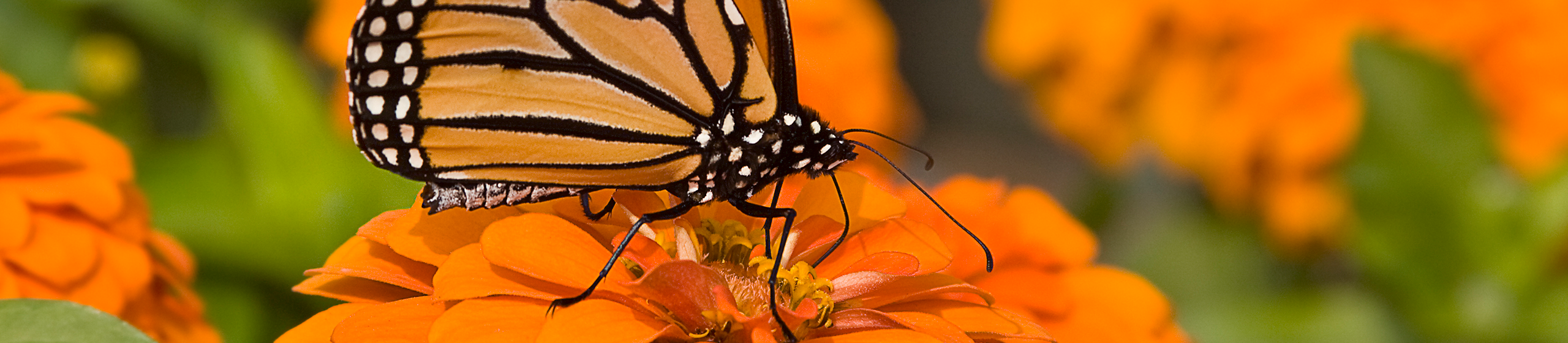 Skirball Hospice butterfly banner